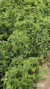 高度40厘米茉莉花