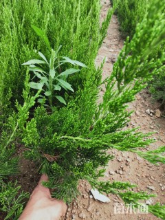 高度20厘米龙柏