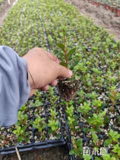 高度26厘米杜鹃