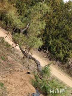 高度400厘米黑松