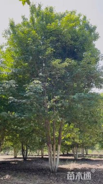 高度800厘米丛生美国红枫