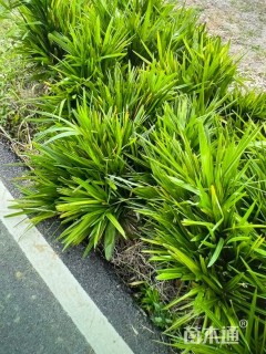 高度50厘米细叶棕竹