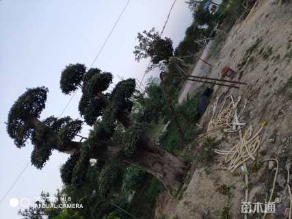 20公分造型三角枫