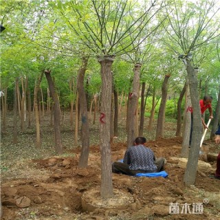 9公分金叶槐