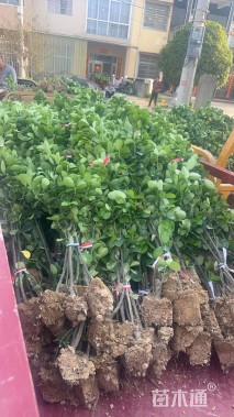 高度200厘米北海道黄杨小苗