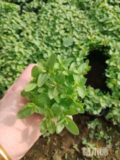 高度10厘米千屈菜