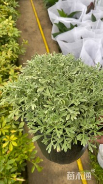 高度40厘米芙蓉菊