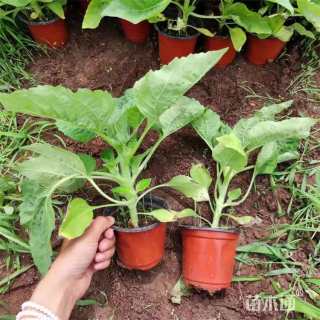 高度25厘米向日葵