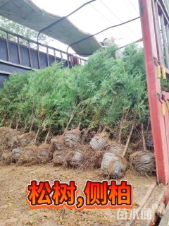 高度30厘米黑松