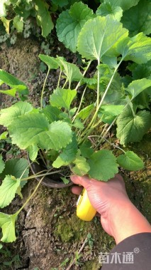 高度10厘米二月兰