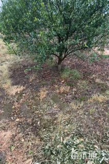 高度300厘米南丰蜜桔