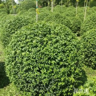 冠幅60厘米迎春球