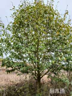 20公分乐昌含笑