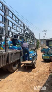 高度50厘米醉蝶花