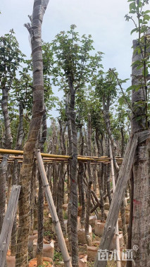 5公分黄花风铃木