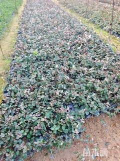 25厘米花叶络石