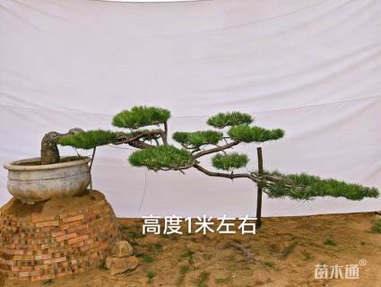 15公分造型黑松