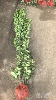 高度120厘米北海道黄杨