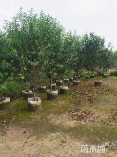 5公分碧桃