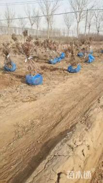 高度1200厘米木绣球