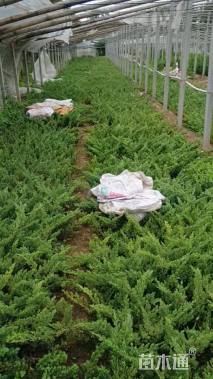 高度25厘米侧柏小苗