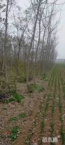 6公分金叶复叶槭