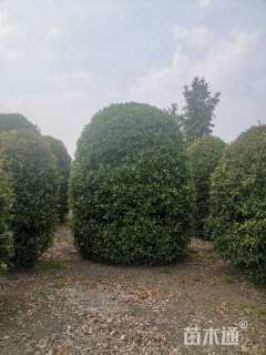 冠幅220厘米桂花球