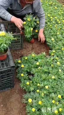 高度25厘米孔雀草
