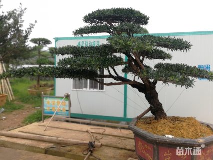 15公分造型罗汉松