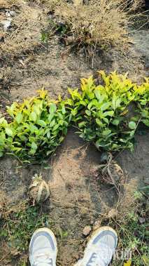 高度30厘米金森女贞