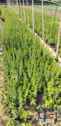 高度25厘米夏鹃小苗