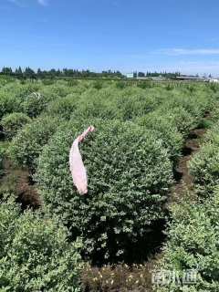 冠幅130厘米银姬小蜡球
