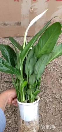 高度20厘米白掌