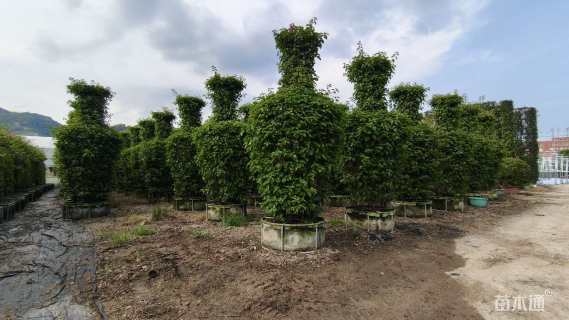 高度350厘米三角梅