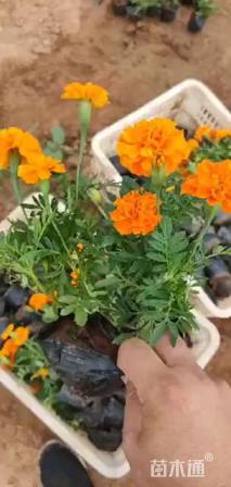 高度20厘米孔雀草