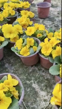 高度30厘米报春花