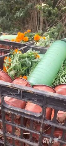 高度20厘米孔雀草