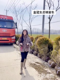 冠幅130厘米金冠女贞球