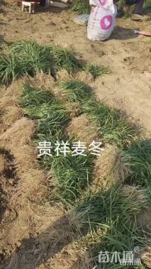 高度15厘米中叶麦冬