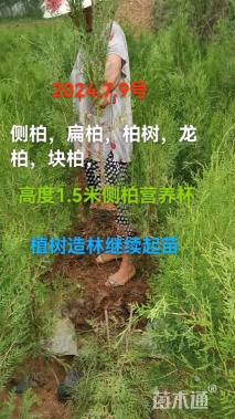 高度80厘米柏树