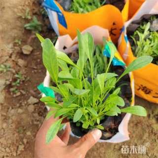 高度18厘米大花金鸡菊