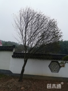 15公分红梅