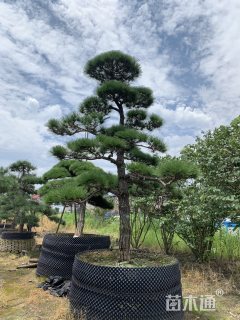 17公分造型黑松