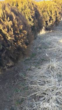 冠幅150厘米洒金柏球