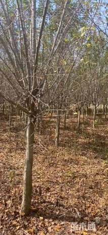 12公分北美海棠