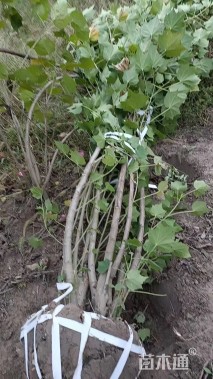 高度300厘米木芙蓉