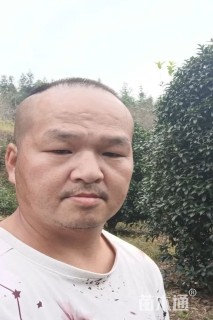 6公分桂花