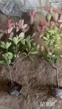 1.32公分红叶石楠