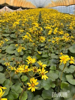 高度25厘米大吴风草