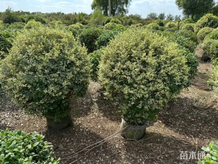 冠幅100厘米银姬小蜡球